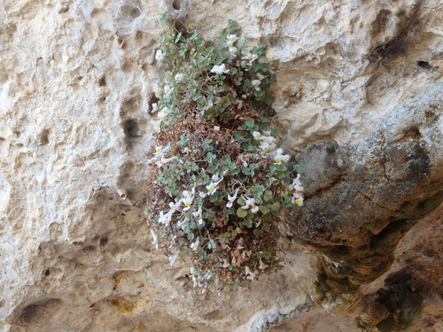 Plant above the petroglyph area.